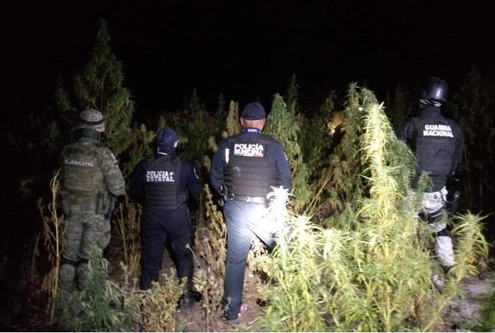 Descubren todo un plantío de marihuana en San Andrés Azumiatla