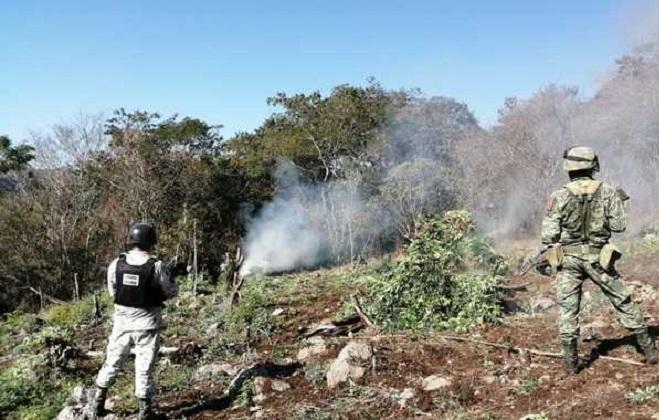 Descuben y destruyen tres plantíos de marihuana en Michoacán