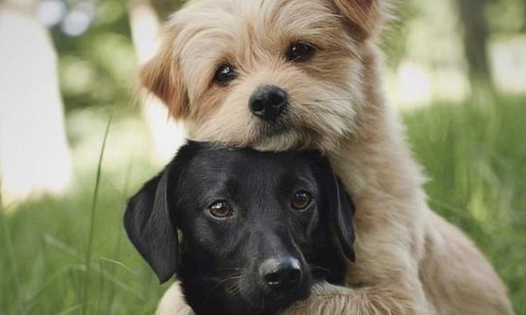 VIDEO Conoce a Knut, el perro más tierno del mundo