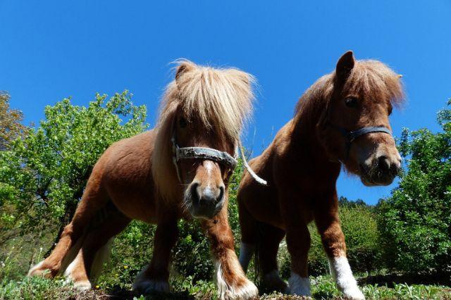 Retiran ponis de la feria de Cuautinchán tras denuncia de maltrato