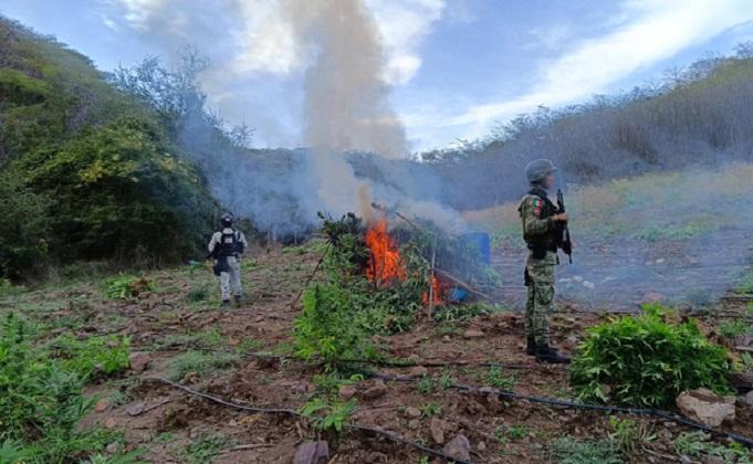 Detectan cinco sembradíos de marihuana en Michoacán