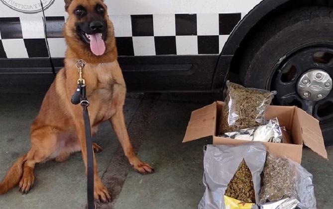 Lomito detecta marihuana oculta entre granos de maíz en Tlaquepaque