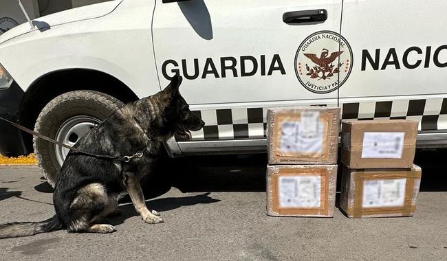 Aseguran 8 kilos de marihuana en empresa de paquetería en San Luis Potosí