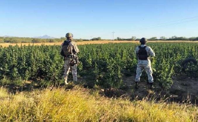 GN detecta sembradío con 90 mil plantas de marihuana