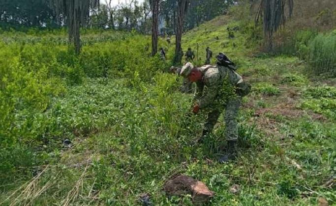 Descubren ocho plantíos de coca en Chilpancingo, Guerrero