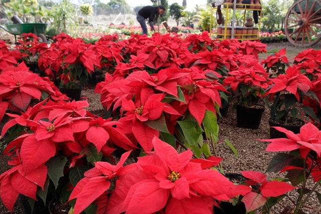 Puebla prevé derrama de 85 mdp en venta de Flor de Nochebuena para fin de año