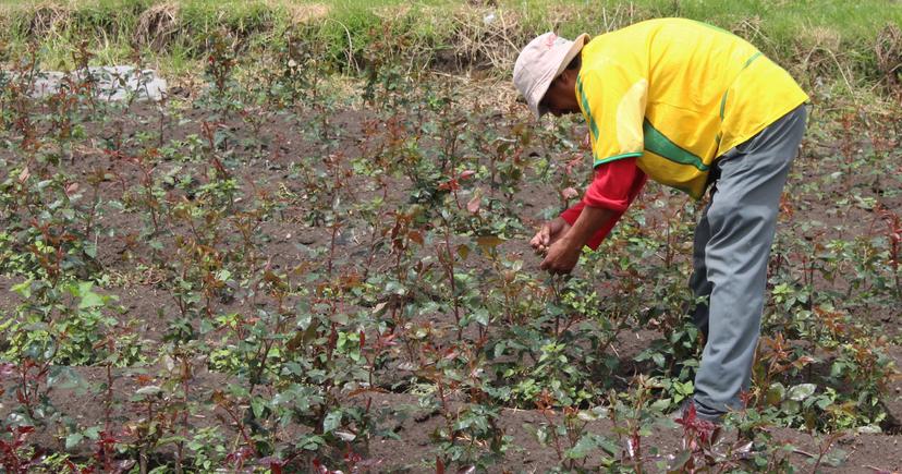 Intensa lluvia daña 40% de la producción de rosa en Atlixco