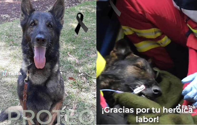 Muere Proteo, perrito de la Sedena, al ir en misión de rescate a Turquía