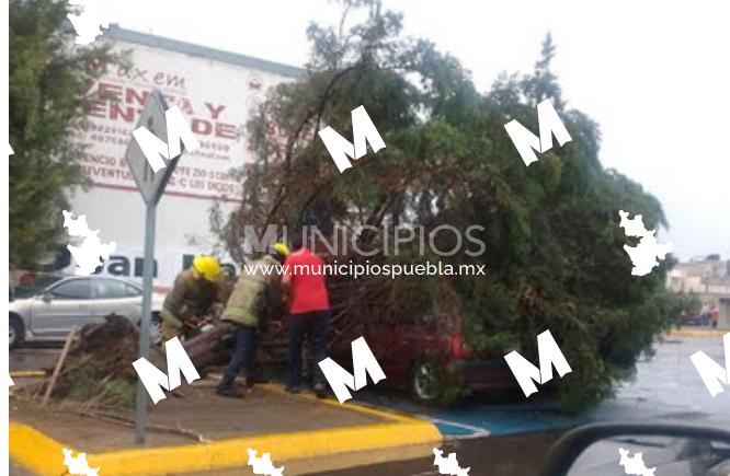 Bomberos atienden caída de árbol e incendio en negocio de Texmelucan