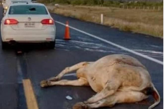 Chocan res y auto en la autopista Siglo XXI