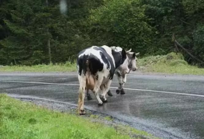 Motociclista muere al chocar contra una vaca en Tulcingo de Valle