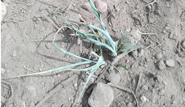 Primero inundaciones y luego sequía en San Pedro Benito Juárez, Atlixco
