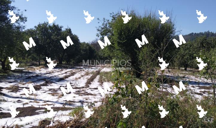 Heladas y granizada afectan a más de 200 hectáreas de cultivos en El Verde