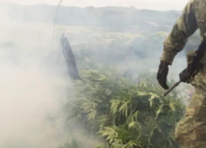 Ejército destruye más de 230 plantíos de droga en cinco estados del país