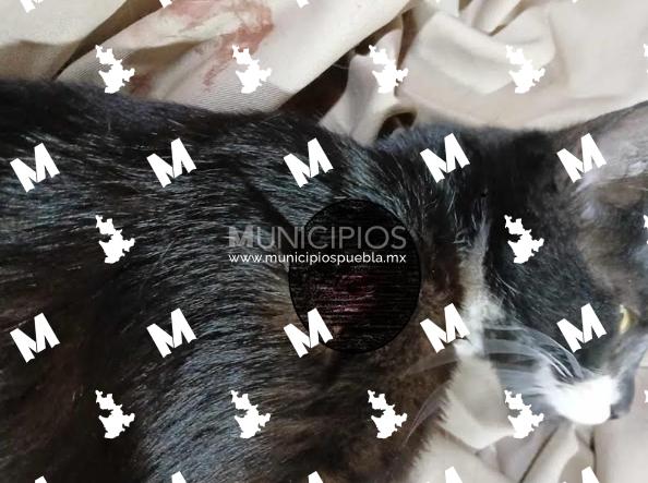 Balean a Gatita en Santiago Miahuatlán, ya hay denuncia penal 