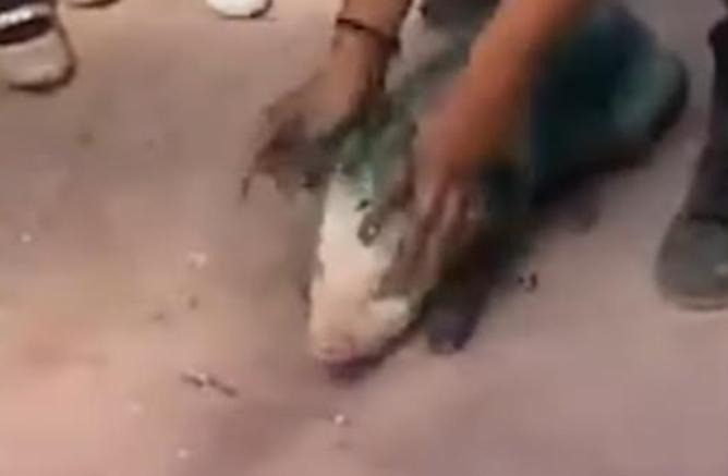 Ahora denuncian en Izúcar maltrato animal en festividad religiosa