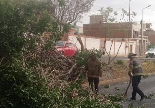 Lluvias torrenciales tiran enorme árbol en bulevar de Atlixco