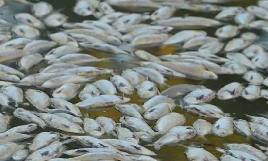 Por ola de calor aparecen millones de peces muertos en Australia