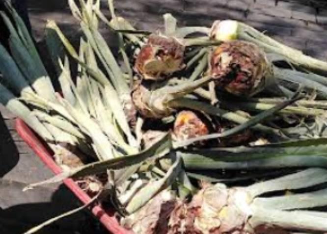 Trabajan en explotación responsable de agaves mezcaleros en Caltepec