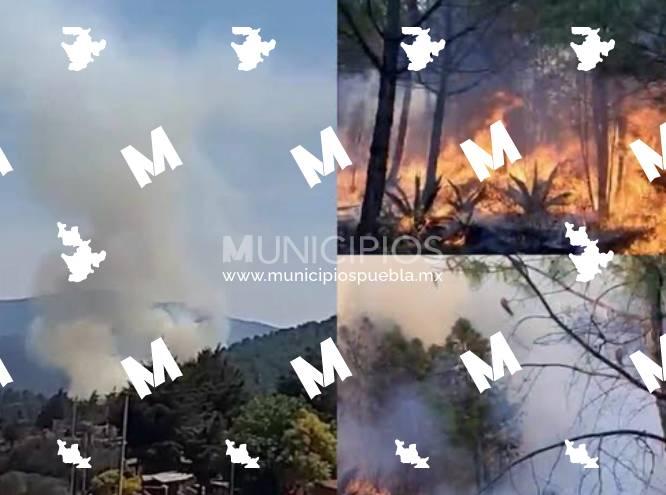 Controlan incendio en San Felipe Maderas; afectó plantas endémicas