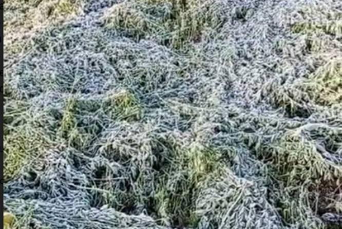 Resultan dañadas 50 hectáreas de cultivo por tercera helada en Tehuacán 