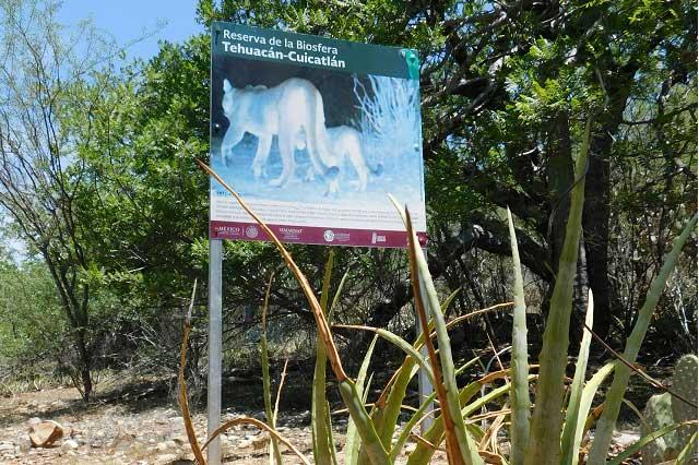 Avistan 30 pumas en Reserva de la Biósfera Tehuacán-Cuicatlán