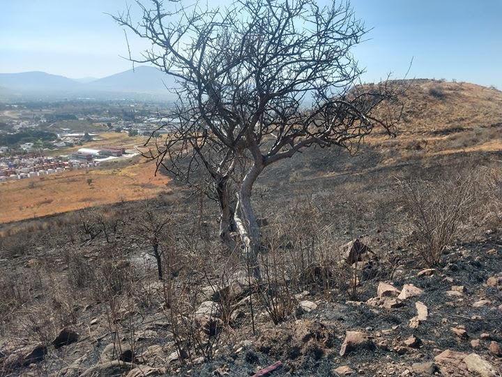Tras incendio provocado descubren animales quemados en Atlixco