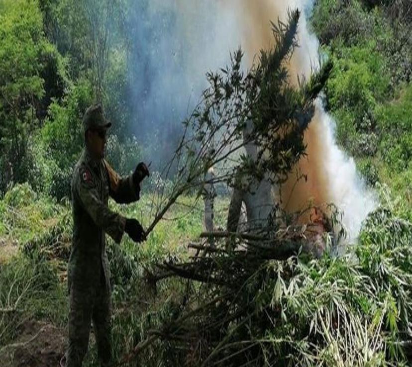 Queman sembradíos marihuana en la Mixteca 