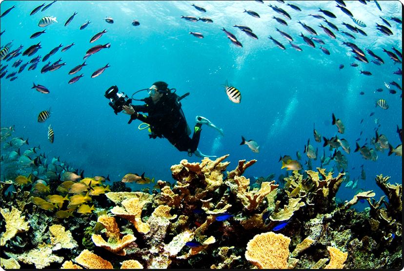 Saquean el Arrecife Alacranes en Quintana Roo