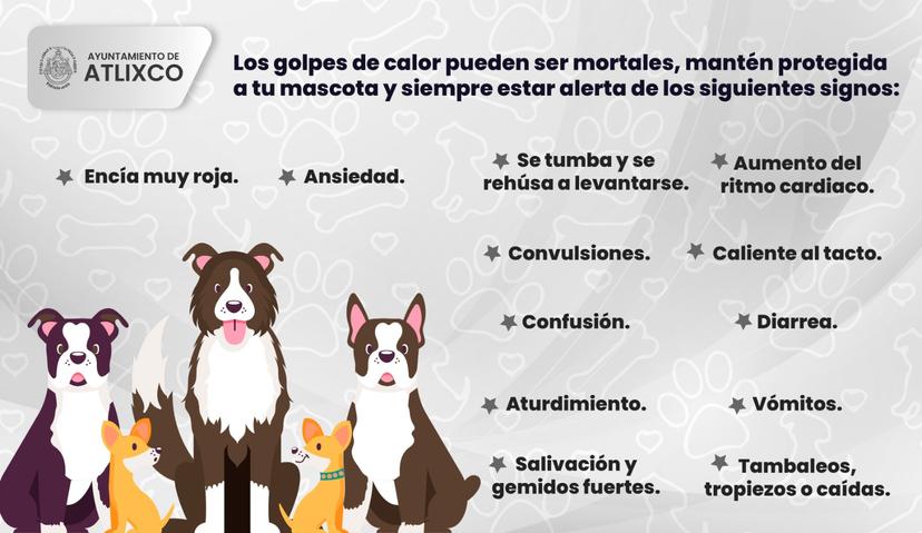 Bienestar Animal Atlixco invita a cuidar a las mascotas en temporada de calor