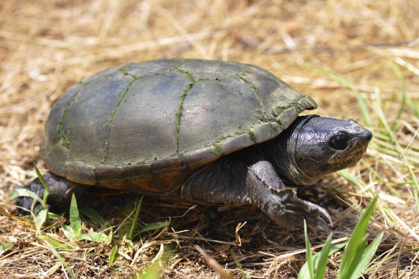 Comercio ilegal de tortugas en el exterior del Zoológico del Altiplano
