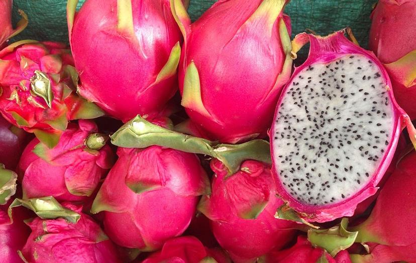 Pitaya poblana llega al mercado de Estados Unidos 