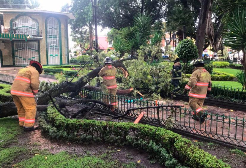 Cae enorme rama de árbol en el zócalo de Atlixco