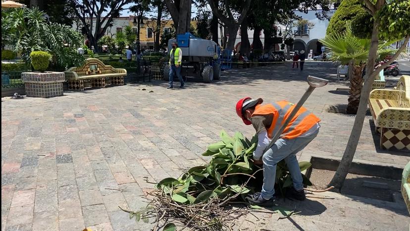 Rasuran árboles del zócalo de Atlixco