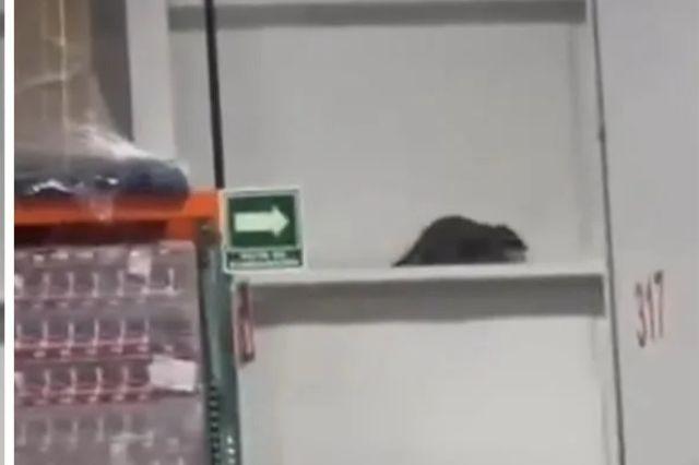 Enorme rata sorprende a compradores en Costco Puebla; se viraliza en TikTok