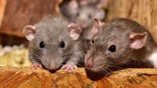 Ahora surge el hantavirus en China; ya hay un muerto