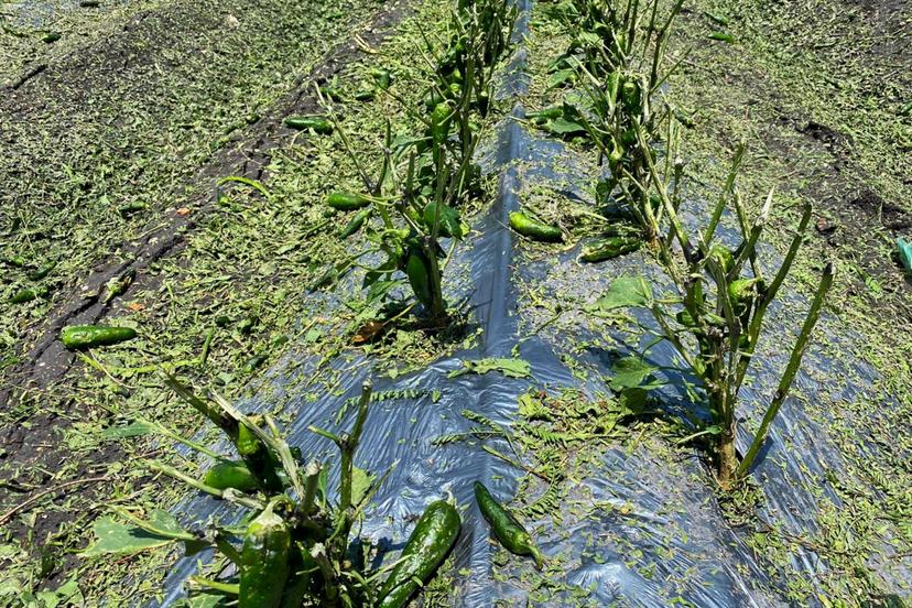 Recorre SDR cultivos afectados por granizada en ocho municipios poblanos