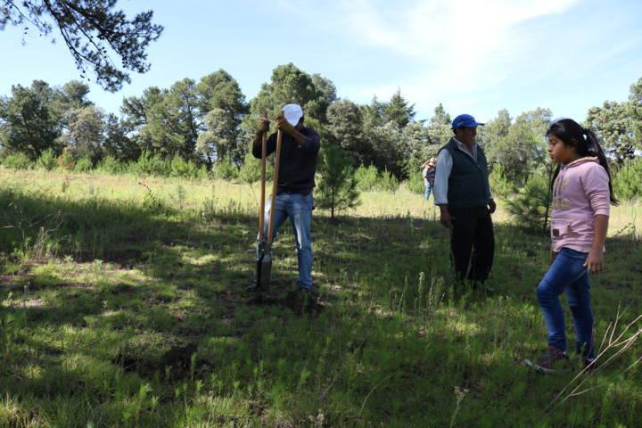 Reforestará Oosapat para ayudar a la recarga de acuíferos