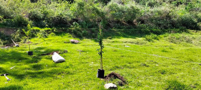 Sembrarán más de 8 mil árboles en juntas auxiliares de Tehuacán