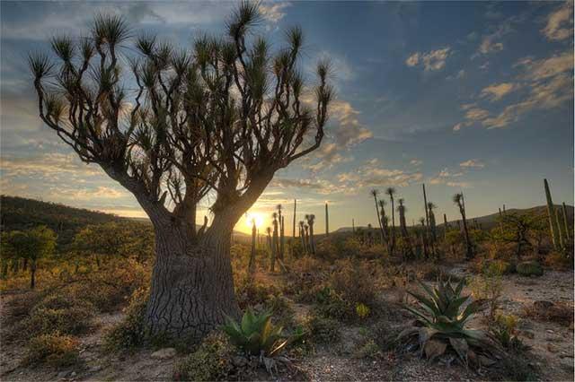 Continúa venta de terrenos en la reserva de la Biosfera en Tehuacán