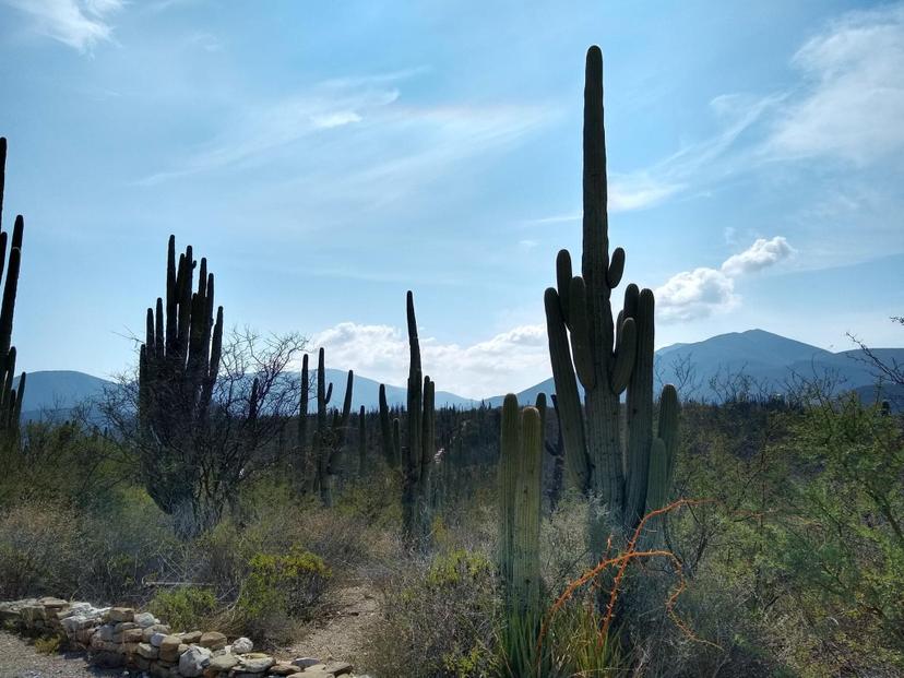 Alertan por venta de terrenos en zona de la Reserva de la Biosfera en Tehuacán 