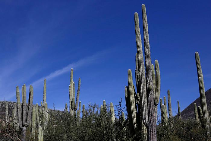 Proyectan poner en marcha rutas turísticas para Tehuacán