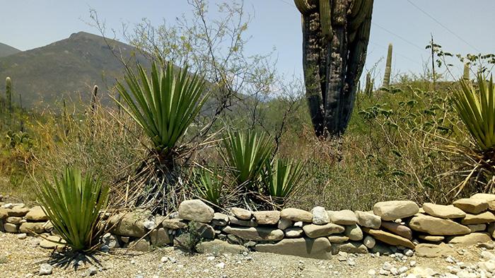 Exhortan a evitar uso de unicel en zona de la reserva Tehuacán-Cuicatlán