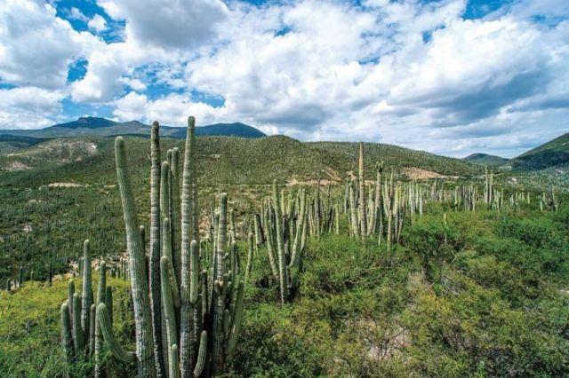 Descubre las maravillas de la Reserva Tehuacán-Cuicatlán