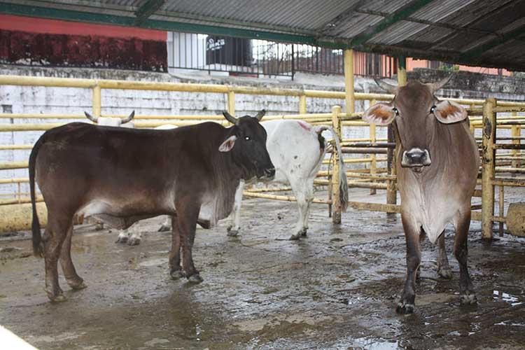 Empresa Su Carne forma monopolio en la sierra norte