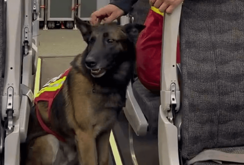 Ha muerto Rex; perrito rescatista que ayudo tras el sismo del 2017 