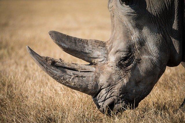 Fallece el último rinoceronte de Sumatra en Malasia