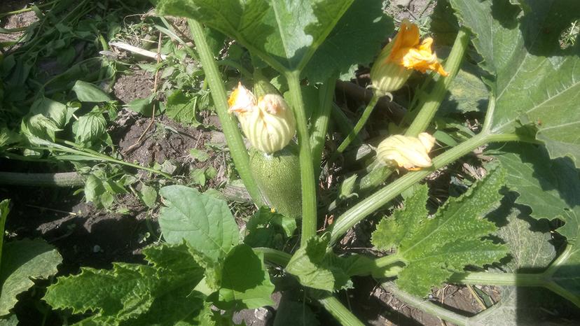 Detecta Oosapat uso de aguas negras para terrenos de cultivo