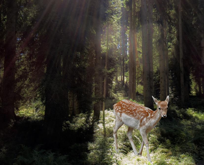 Sentencian a hombre a ver Bambi por matar cientos de ciervos