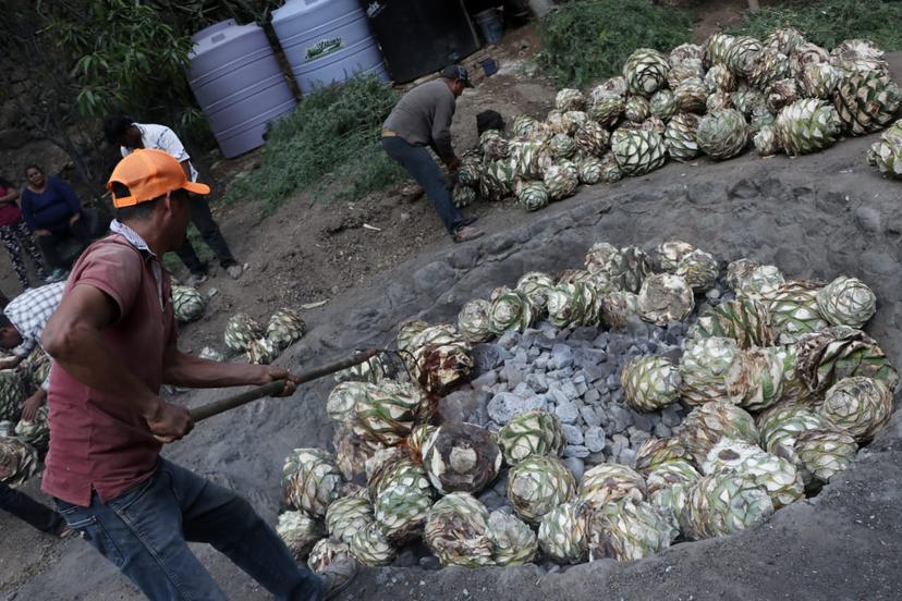 SDR presenta la Ruta Agroturística de Mezcal